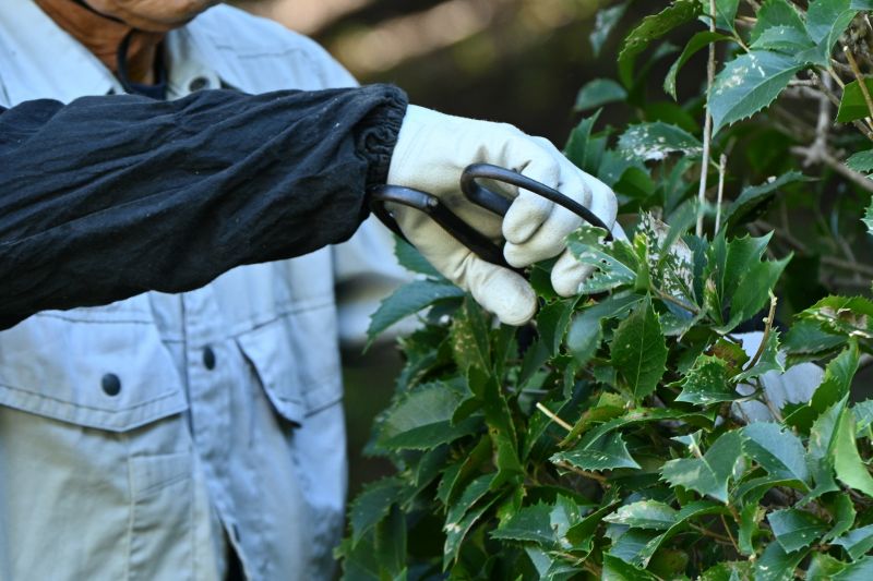 Forsythia Pruning in Rockwall, TX