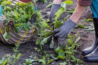 Garden Deweeding in Ventura County, CA