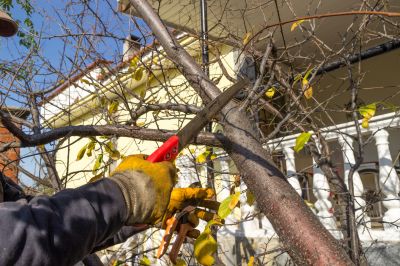 Hickory Tree Trimming in Reno, NV