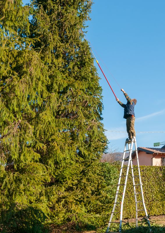 Hickory Tree Trimming in Doylestown, PA