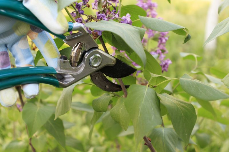 Hydrangea Pruning in Rockwall, TX