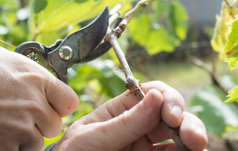 Juniper Pruning in Ventura County, CA