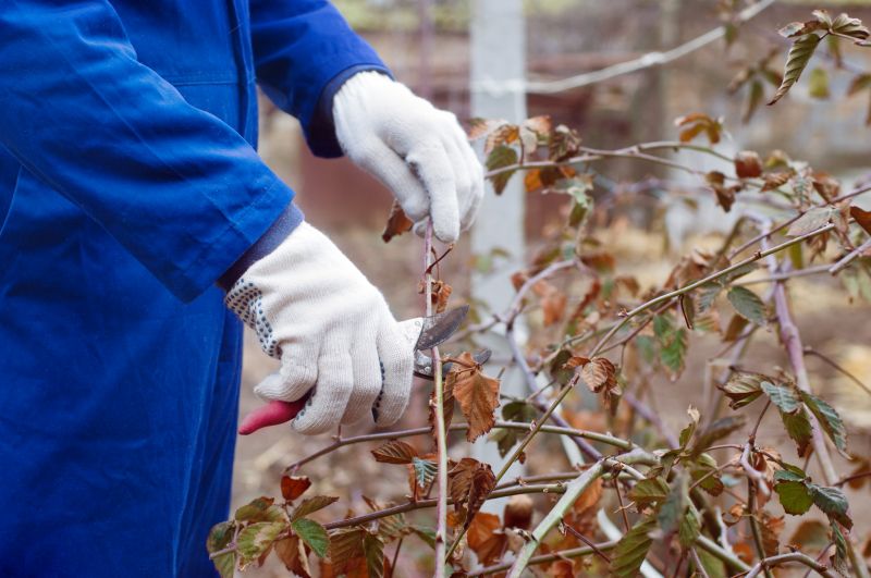Juniper Pruning in Aiken, SC