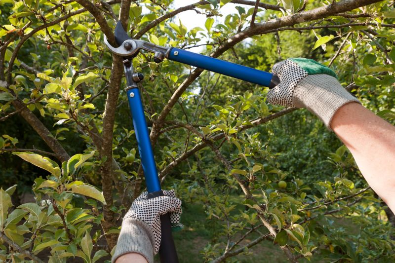 Limbs Trimming in Allentown, PA