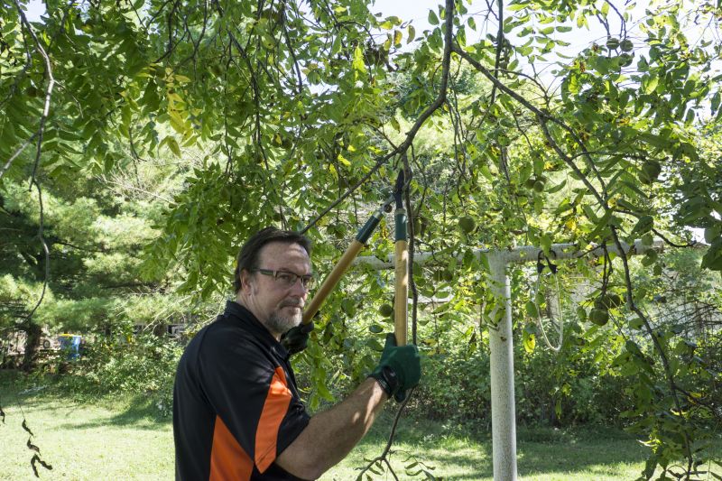 Limbs Trimming in Allentown, PA