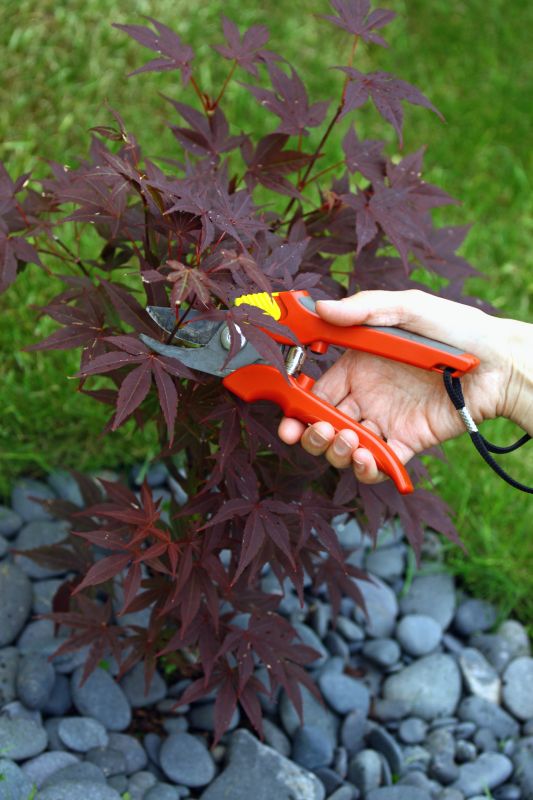 Maple Tree Pruning in Pottstown, PA