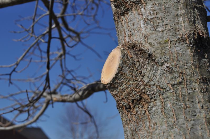Maple Tree Pruning in Pottstown, PA
