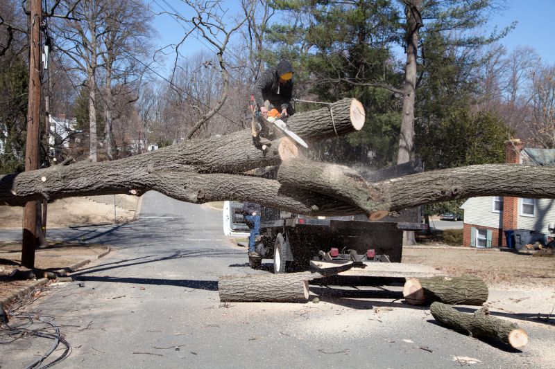 Maple Tree Removal in San Jose, CA