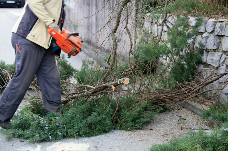 Mimosa Tree Removal in Reno, NV
