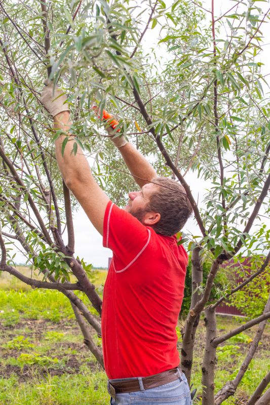 Oak Tree Pruning in Doylestown, PA