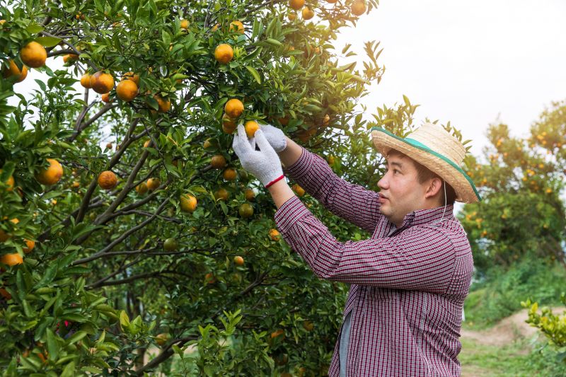 Orchard Tree Pruning in Allentown, PA