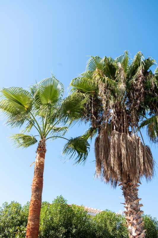 Palm Tree Trimming in Pottstown, PA