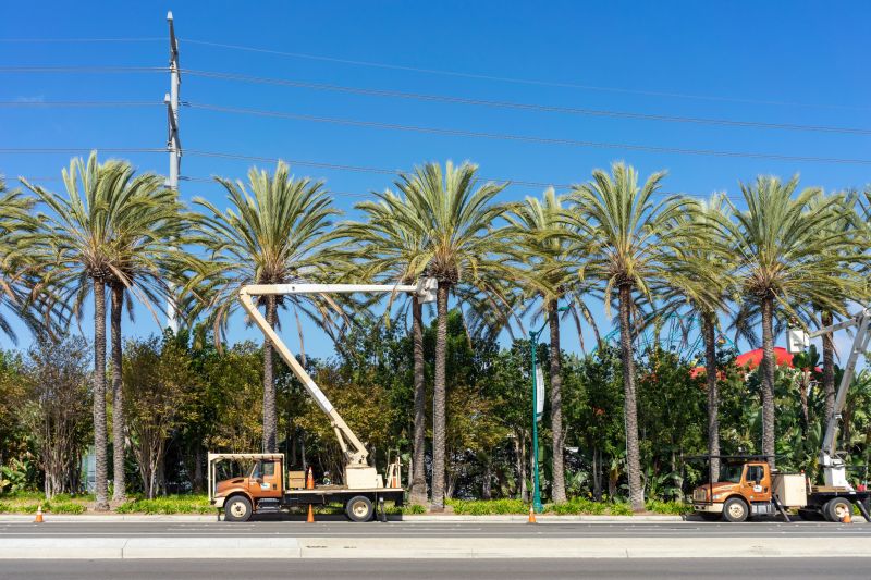 Palm Tree Trimming in Reno, NV