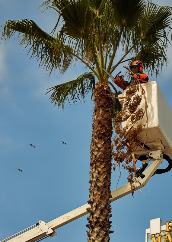 Palm Tree Trimming in San Jose, CA