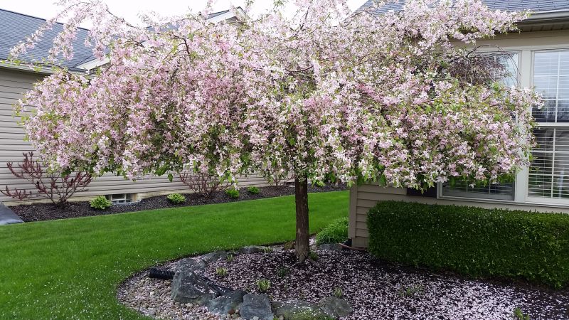 Peach Tree Pruning in Reno, NV