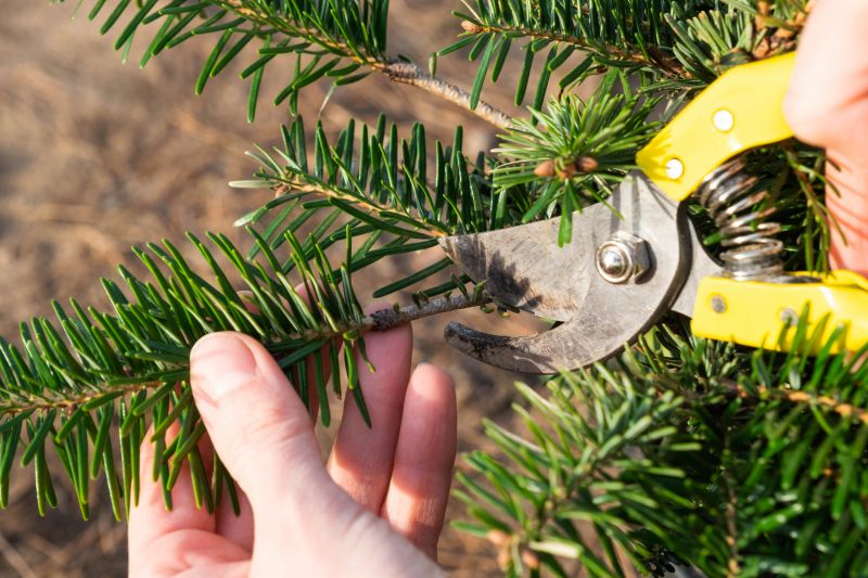 Pine Tree Trimming in Allentown, PA