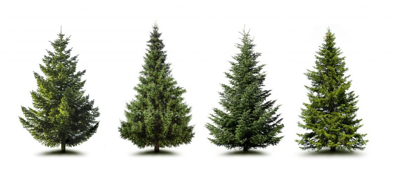 Pine Tree Trimming in Doylestown, PA