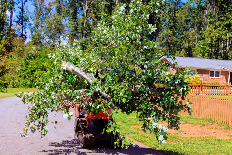 Residential Tree Service in Bucks County, PA