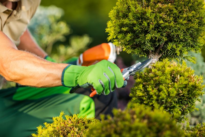 Shrub Pruning in Ventura County, CA