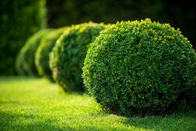Shrub Trimming in Aiken, SC