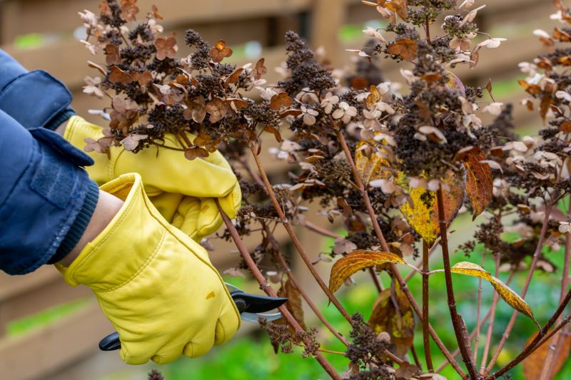 Shrubs Removal in Rockwall, TX