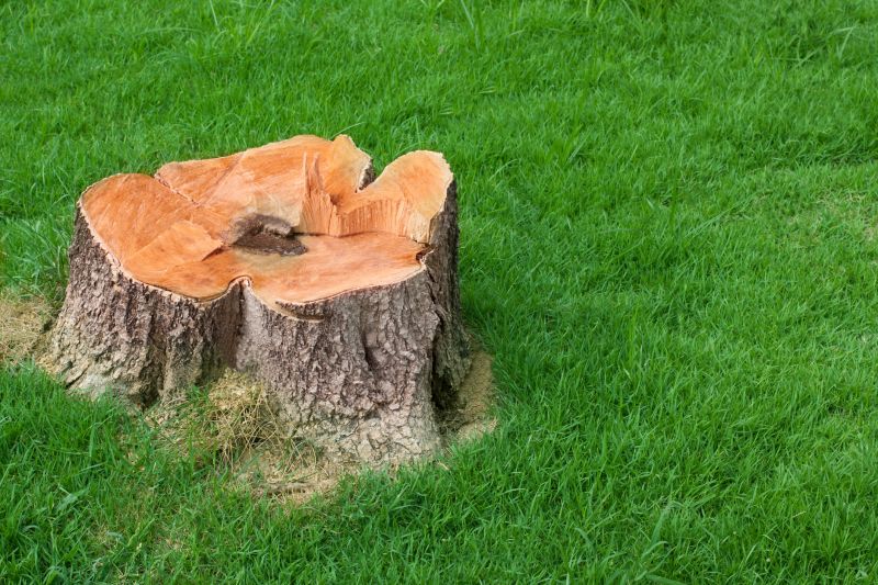 Stump Cutting in Aiken, SC