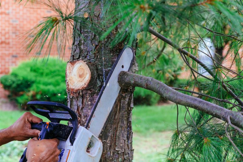 Tree Branch Cutting in Pottstown, PA