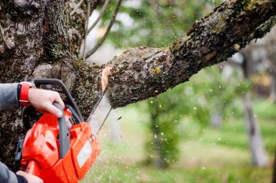 Tree Branch Cutting in Allentown, PA
