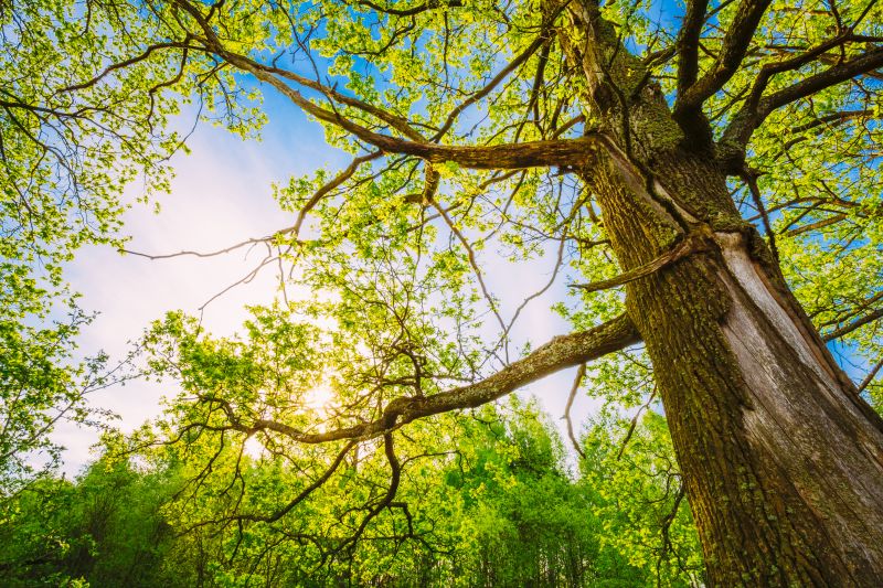 Tree Canopy Thinning in Allentown, PA