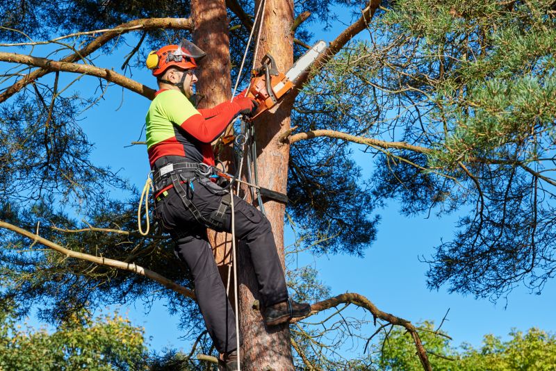 Safety Gear in Tree Cutting