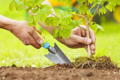 Tree Cutting in Spring