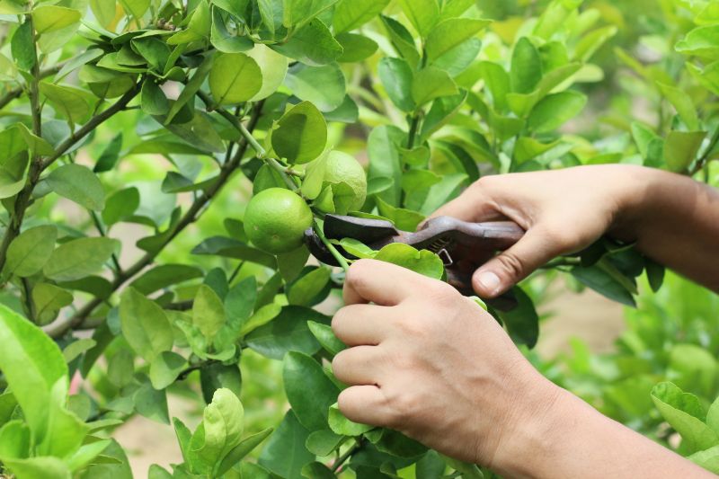 Healthy Tree Cuttings