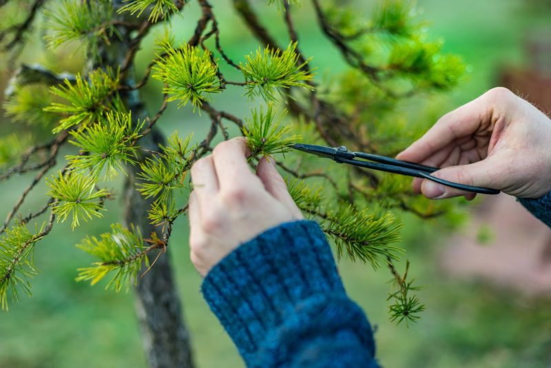 Tree Pruning in Reno, NV