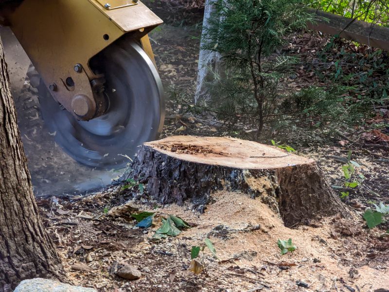 Tree Root Grinding in Aiken, SC