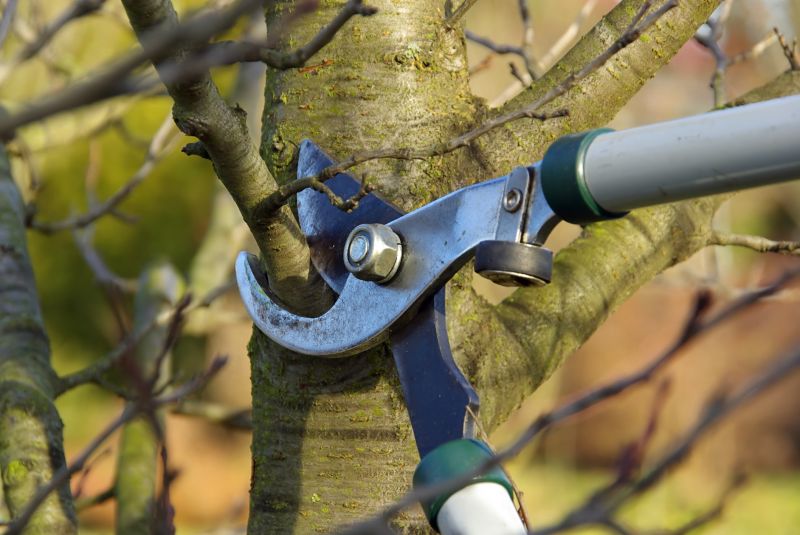 Tree Shaping Service in Doylestown, PA