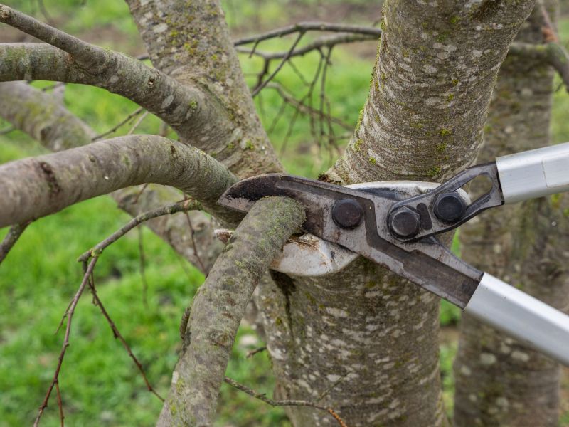Tree Shearing in Doylestown, PA