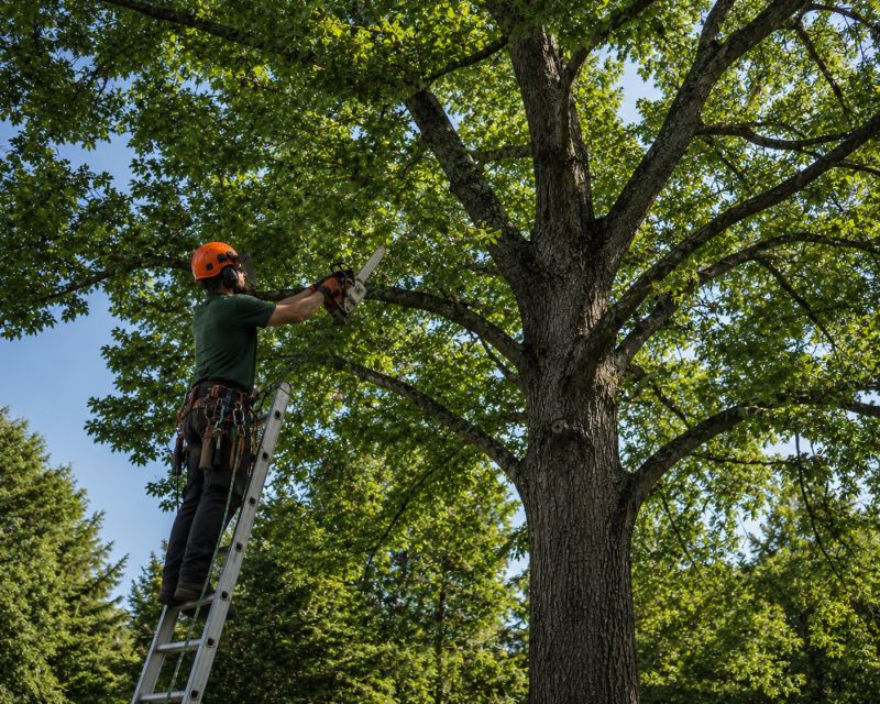 Tree Shearing in Pottstown, PA