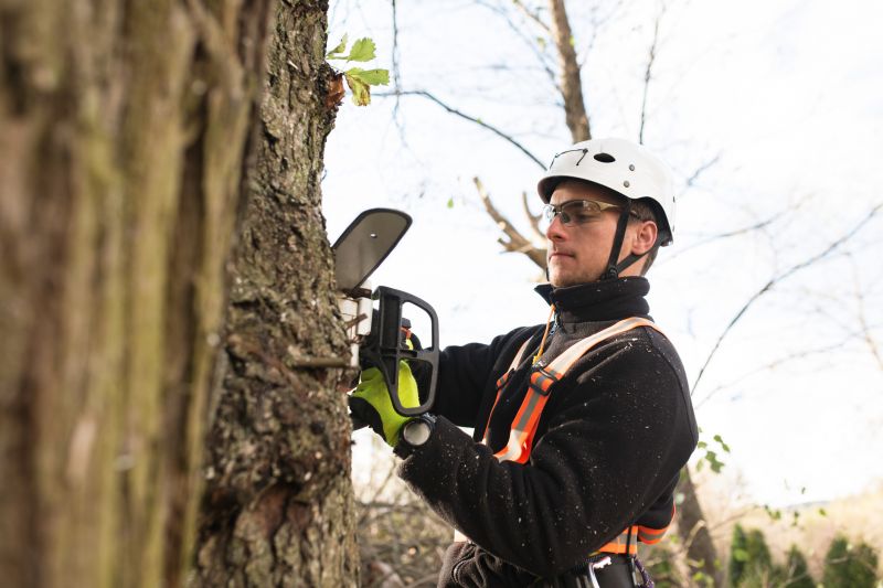 Arborist Climbing Techniques