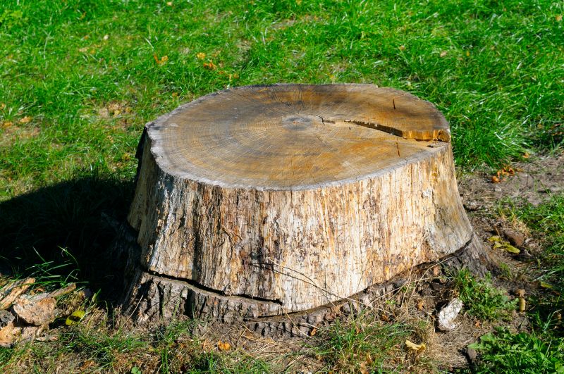 Tree Trunk Removal in Aiken, SC