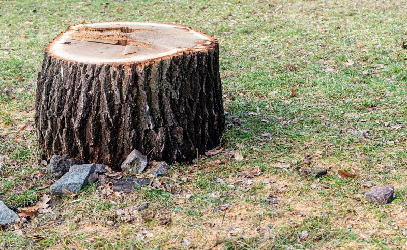 Tree Trunk Removal in Waldorf, MD