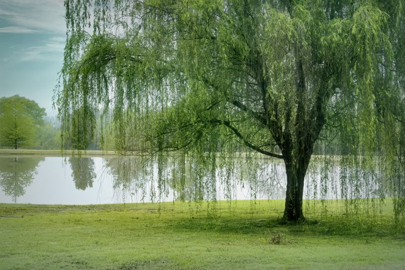 Willow Tree Removal in Bucks County, PA