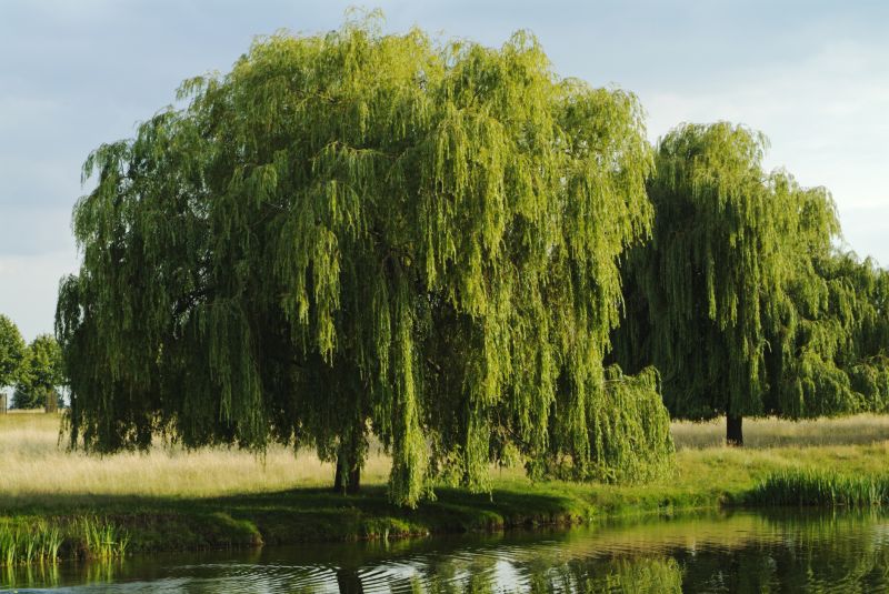 Willow Tree Removal in Bucks County, PA