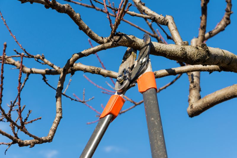 Tree Cutting